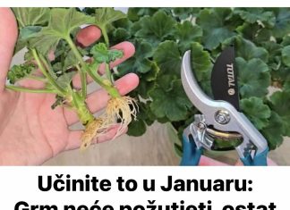 Učinite to u Januaru: Grm neće požutjeti, ostatće zelen cijelo ljeto, brzo će rasti i obilno cvjetati!