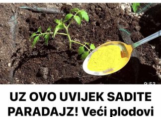 UZ OVO UVIJEK SADITE PARADAJZ! Veći plodovi bez bolesti..