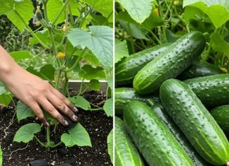 Tom su se metodom rajčice i krastavci udvostručili u veličini u 3 dana. Probajte sada!