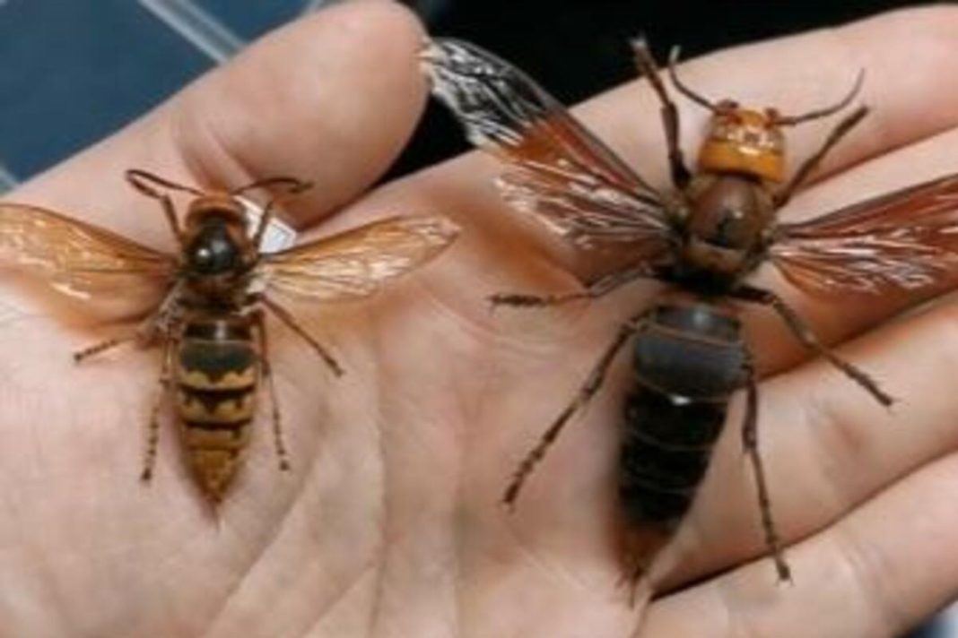 Ako vas ubode stršljen, odmah uradite ovo i možete sebi spasiti život: Mnogo ljudi ne zna za ovu stvar - featured image Ako vas ubode stršljen, odmah uradite ovo i možete sebi spasiti život: Mnogo ljudi ne zna za ovu stvar - featured image