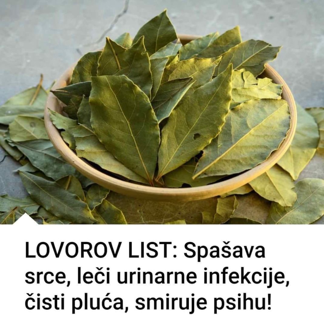 LOVOROV LIST:Spašava srce,leči urinarne infekcije,čisti pluća,smiruje psihu! - featured image LOVOROV LIST:Spašava srce,leči urinarne infekcije,čisti pluća,smiruje psihu! - featured image