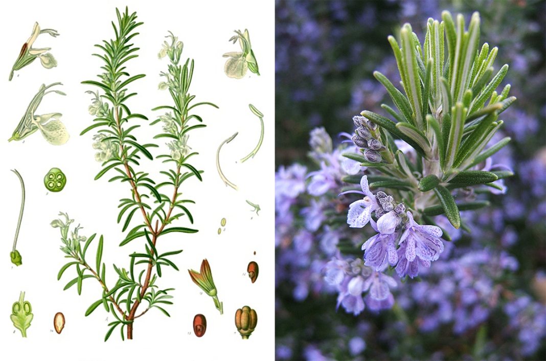 Staro rimsko vjerovanje: Svaki dom koji posjeduje ovu biljku će biti zaštićen od zlih sila - featured image