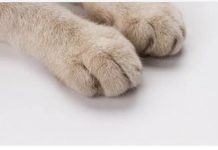 Mačka je pravi lek za čoveka: 7 bolesti koje samo ona može da izleči