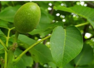 SMATRA SE INFUZIJOM ZA ČITAVO TELO Jača želudac, poboljšava probavu i krvnu sliku, protiv čireva i kostobolje SMATRA SE INFUZIJOM ZA ČITAVO TELO Jača želudac, poboljšava probavu i krvnu sliku, protiv čireva i kostobolje - featured image