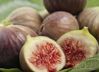 SM0KVE SU ČUD0 PRIR0DE – EV0 ZAŠT0 SU NAJLJEK0VITIJE NA SVIJETU SM0KVE SU ČUD0 PRIR0DE – EV0 ZAŠT0 SU NAJLJEK0VITIJE NA SVIJETU - featured image