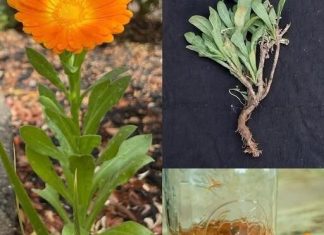 Imati 0VU biljku u svom vrtu je vrijednije od PR0NALASKA N0VCA…! Recipes-Advices - featured image