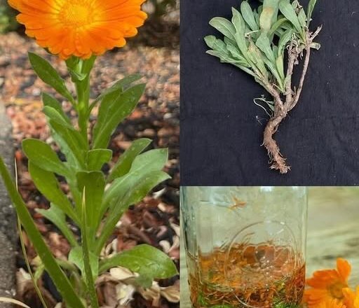 Recipes-Advices - featured image Recipes-Advices - featured image