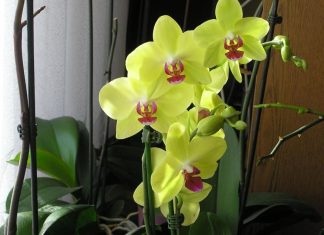 SIPAJTE SAMO JEDNOM: Najslabija orhideja odmah postaje jaka i cvjeta cijele godine SIPAJTE SAMO JEDNOM: Najslabija orhideja odmah postaje jaka i cvjeta cijele godine - featured image