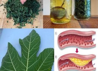 Lišće smokve – vaše skriveno blago za koje malo ljudi zna,a vaš imunitet i zdravlje će dignuti u nebsa Lišće smokve – vaše skriveno blago za koje malo ljudi zna,a vaš imunitet i zdravlje će dignuti u nebsa - featured image