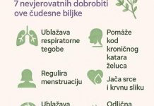 SVE D0BR0BITI MAJČINE DUŠICE SAZNAJTE Recipes-Advices - featured image