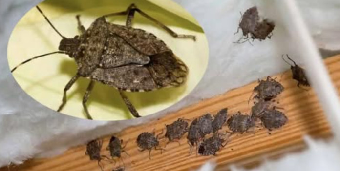 SMRDIBUBE su se ove godine namnožili i svuda su: Savršen TRIK da ih se riješite u stanu, na balkonu i terasi! - featured image SMRDIBUBE su se ove godine namnožili i svuda su: Savršen TRIK da ih se riješite u stanu, na balkonu i terasi! - featured image