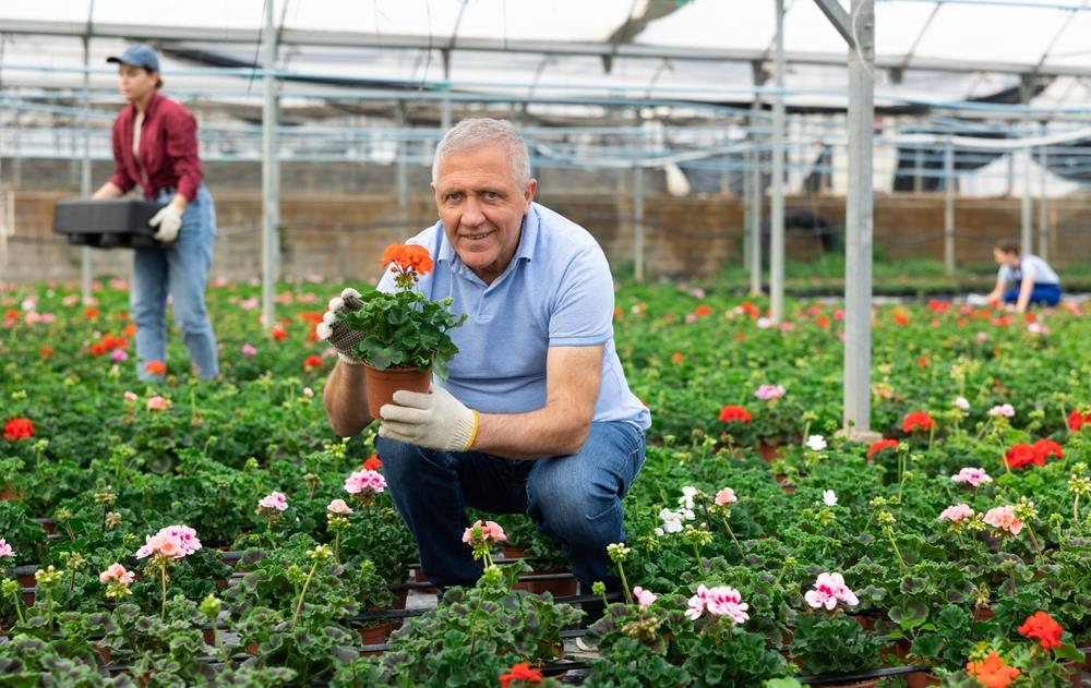 Vlajko drži rasadnik u Novom Sadu i kaže da cveće tretira 1 kuhinjskom namirnicom: Ne koristim pesticide, a buja kao nikad pre - featured image Vlajko drži rasadnik u Novom Sadu i kaže da cveće tretira 1 kuhinjskom namirnicom: Ne koristim pesticide, a buja kao nikad pre - featured image