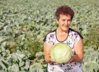 Ovako Slobodanka iz Futoga kiseli kupus: “Ljudi najčešće greše sa količinom soli,” Ovako Slobodanka iz Futoga kiseli kupus: "Ljudi najčešće greše sa količinom soli," - featured image