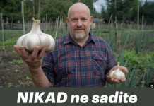 NIKAD ne sadite češnjak u jesen ako OVO niste znali! Bit će ogroman… NIKAD ne sadite češnjak u jesen ako OVO niste znali! Bit će ogroman… - featured image