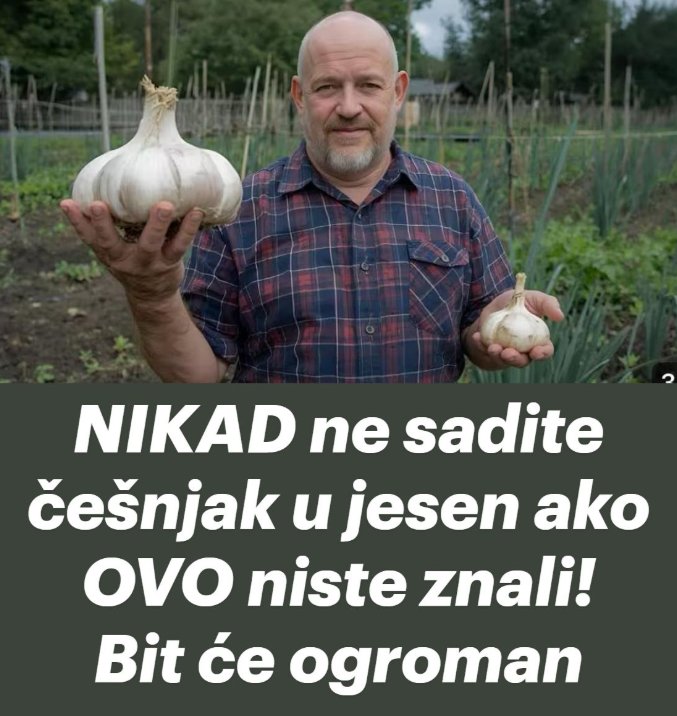 NIKAD ne sadite češnjak u jesen ako OVO niste znali! Bit će ogroman… - featured image NIKAD ne sadite češnjak u jesen ako OVO niste znali! Bit će ogroman… - featured image